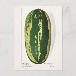 Watermelon (Citrullus Lanatus) Fruit Painting Postcard