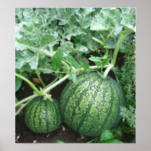 Watermelon Plant with Small Melons in Garden Poster