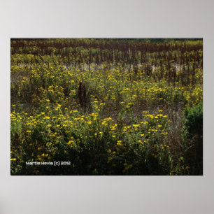 Watsonville Fields of Van Gogh Poster