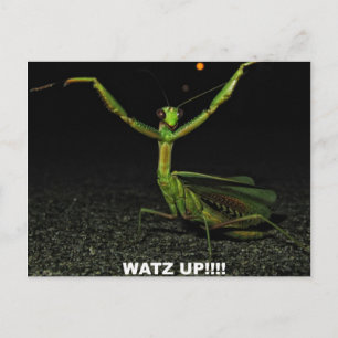 Watz Up Mantis Postcard