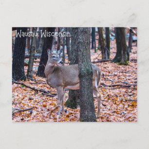Wausau Wisconsin Deer Postcard