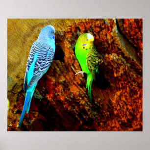 Wave tiche (Melopsittacus undulatus) Poster