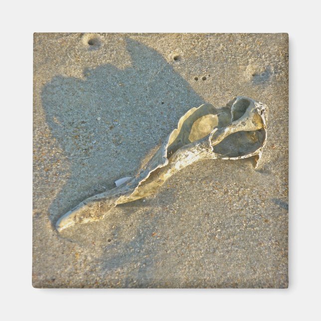 Wave-Washed Shell Cape Cod Items Magnet (Front)