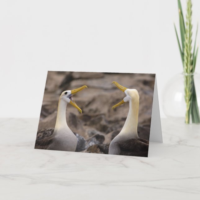 Waved albatross Phoebastria irrorata) pair Card (Front)