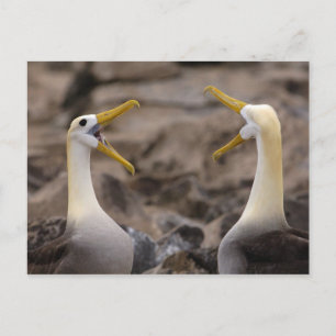 Waved albatross Phoebastria irrorata) pair in Postcard