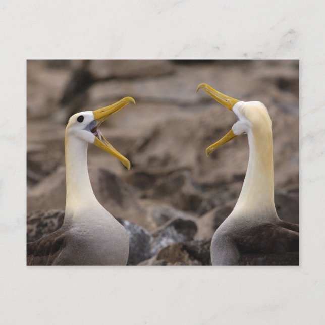 Waved albatross Phoebastria irrorata) pair in Postcard (Front)