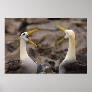 Waved albatross Phoebastria irrorata) pair Poster