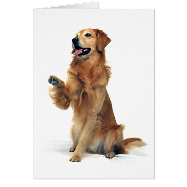 Waving Golden Retriever (Front)