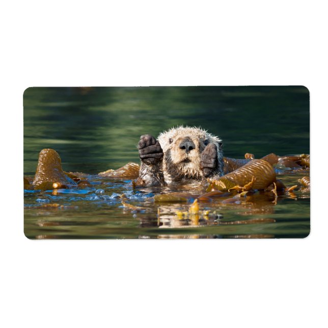 Waving Sea Otter (Front)