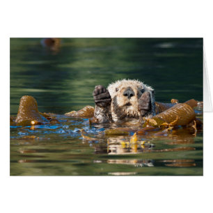 Waving Sea Otter