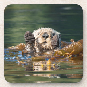 Waving Sea Otter Coaster