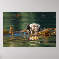Waving Sea Otter