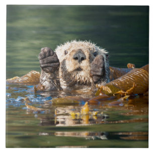 Waving Sea Otter Tile