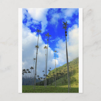 Wax palms Cocora valley Colombia Postcard