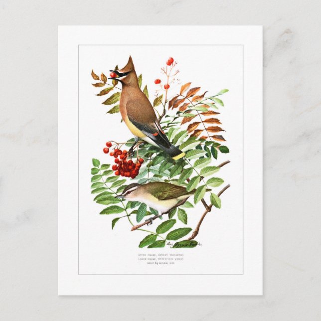 Waxwing and Vireo Postcard (Front)