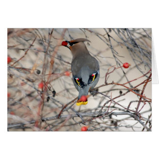 Waxwing Photo Card