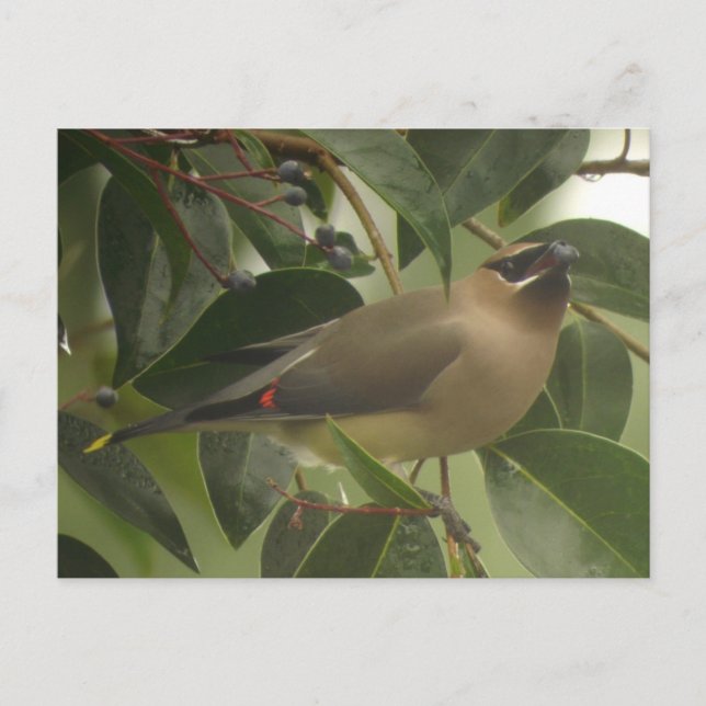 Waxwing with Berry Postcard (Front)
