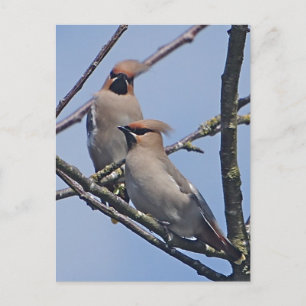 Waxwings Post Card