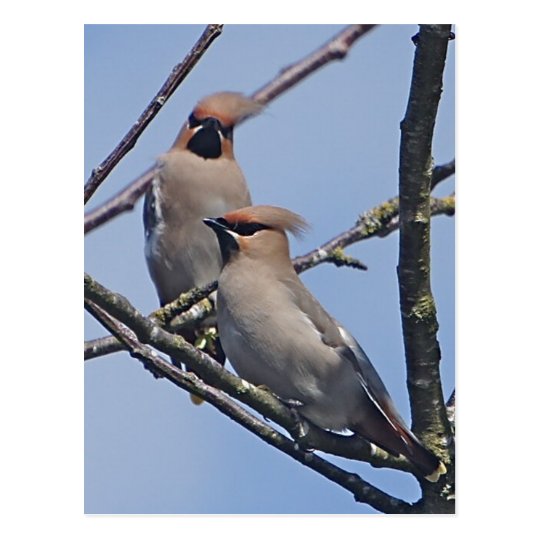 Waxwings Post Card