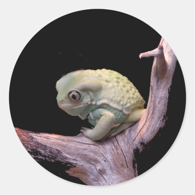 Waxy Monkey Frog Classic Round Sticker (Front)