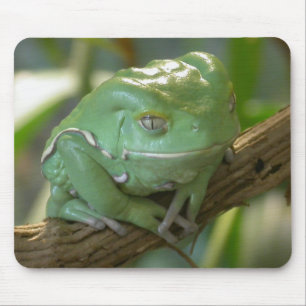 Waxy Tree Frog Mouse Mat