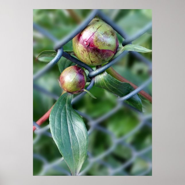 way through fence poster (Front)