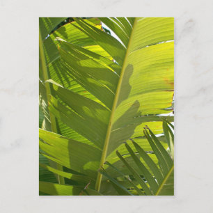 WC Banana Leaves Postcard