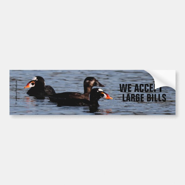 We Accept Large Bills: Funny Surf Scoter Ducks Bumper Sticker (Front)