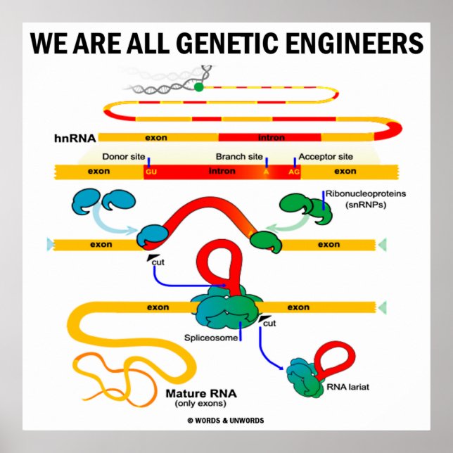 We Are All Genetic Engineers (Gene Splicing) Poster (Front)