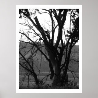 We are all limbs of the same tree poster