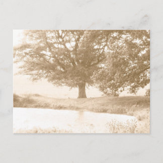 We are all of the same tree postcard