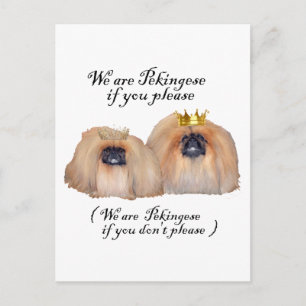 We are Pekingese Postcard