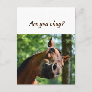 We are Thinking of You Horses Are You Okay? Postcard
