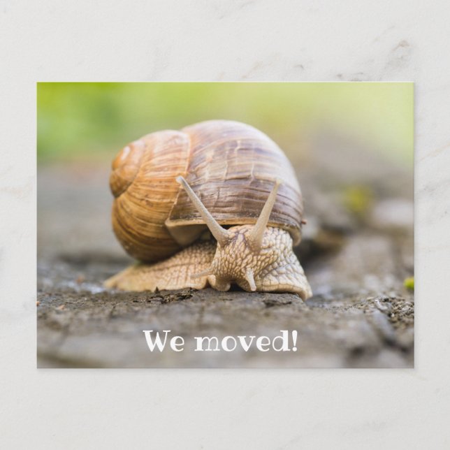 We moved postcard with snail (Front)