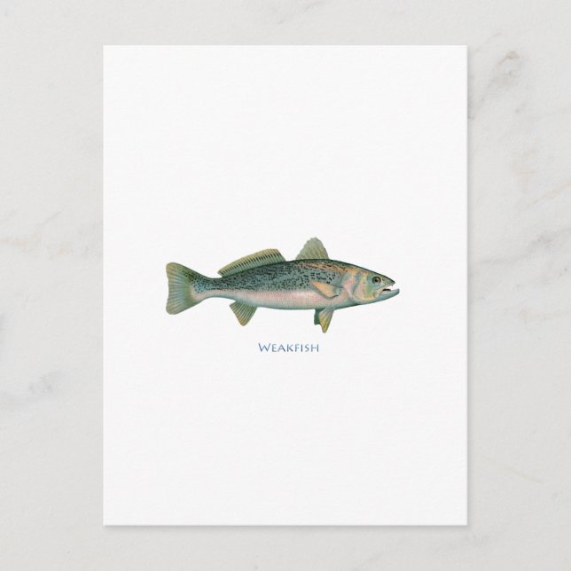 Weakfish Postcard (Front)
