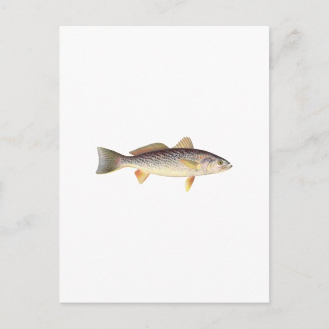 Weakfish - Seatrout - Grey Trout Postcard (Front)