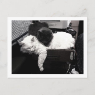 Weary Travellers Postcard