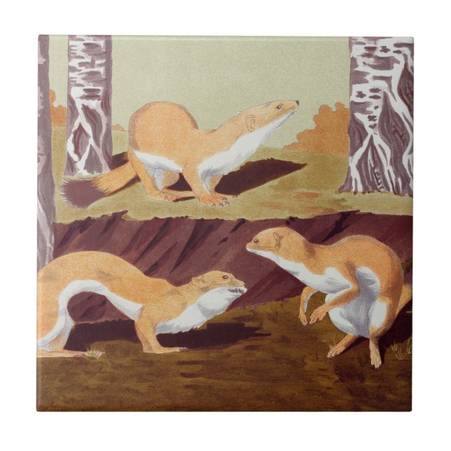 Weasel Animal Vintage Print Tile (Front)