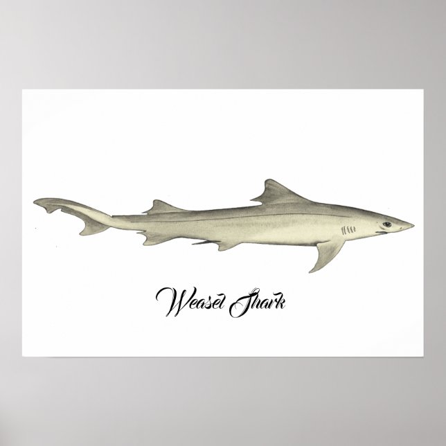 Weasel Shark Poster (Front)