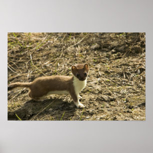 Weasel, Short-tailed Poster