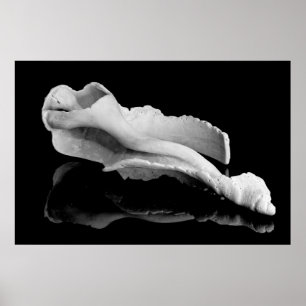 Weatherd Conch Poster
