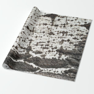 Weathered birch trunk wrapping paper