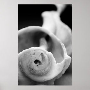 Weathered Shell Poster