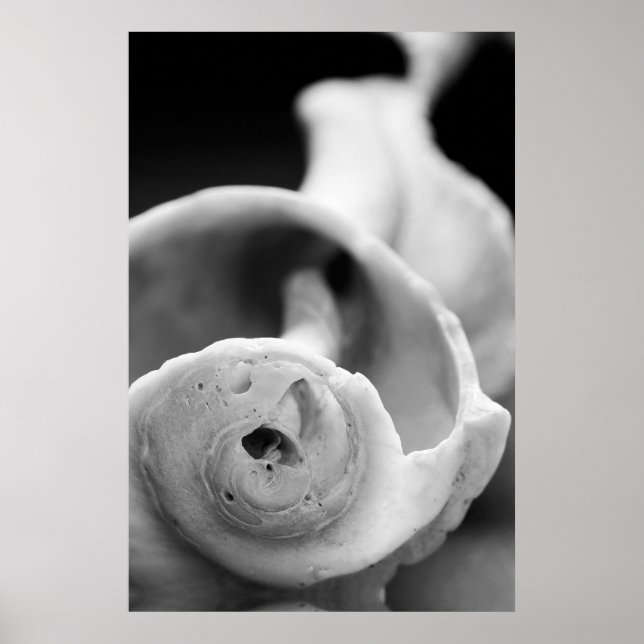 Weathered Shell Poster (Front)