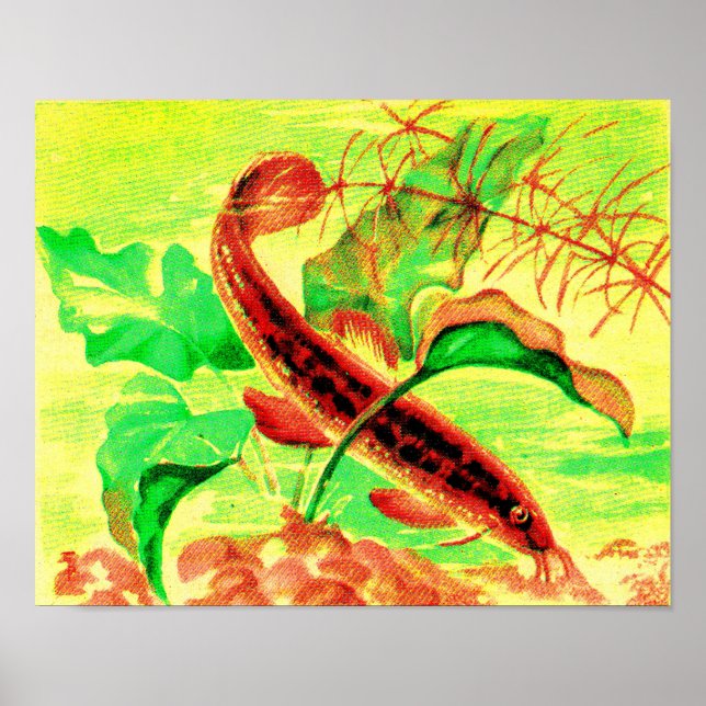 weatherfish print (Front)