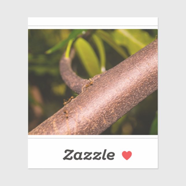 Weaver Ants on a Wood (Sheet)