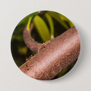 Weaver Ants on a Wood 7.5 Cm Round Badge