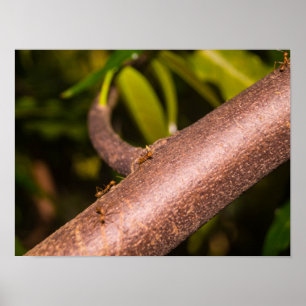Weaver Ants on a Wood Poster
