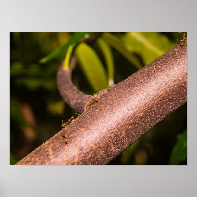 Weaver Ants on a Wood Poster (Front)