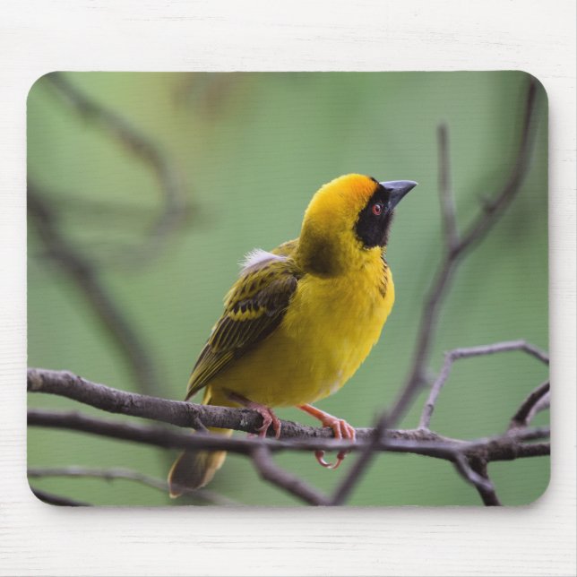Weaver, Bird, Yellow bird Mouse Mat (Front)
